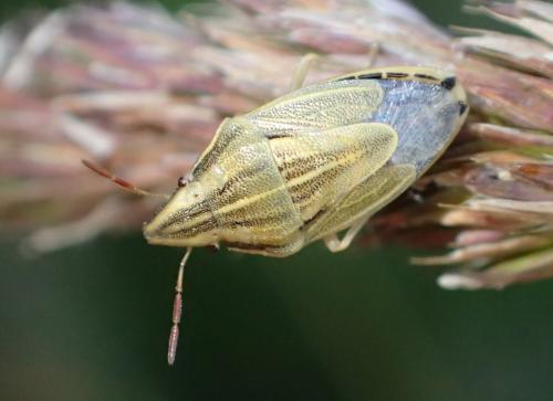 Réf. 275 227 : Aelia acuminata